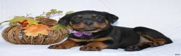 Rottweiler dogs for sale: Dolly - Ad 6