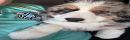 Mini Bernedoodle dogs for sale: Sadie bernedoodle blue merle genes  - Ad 2