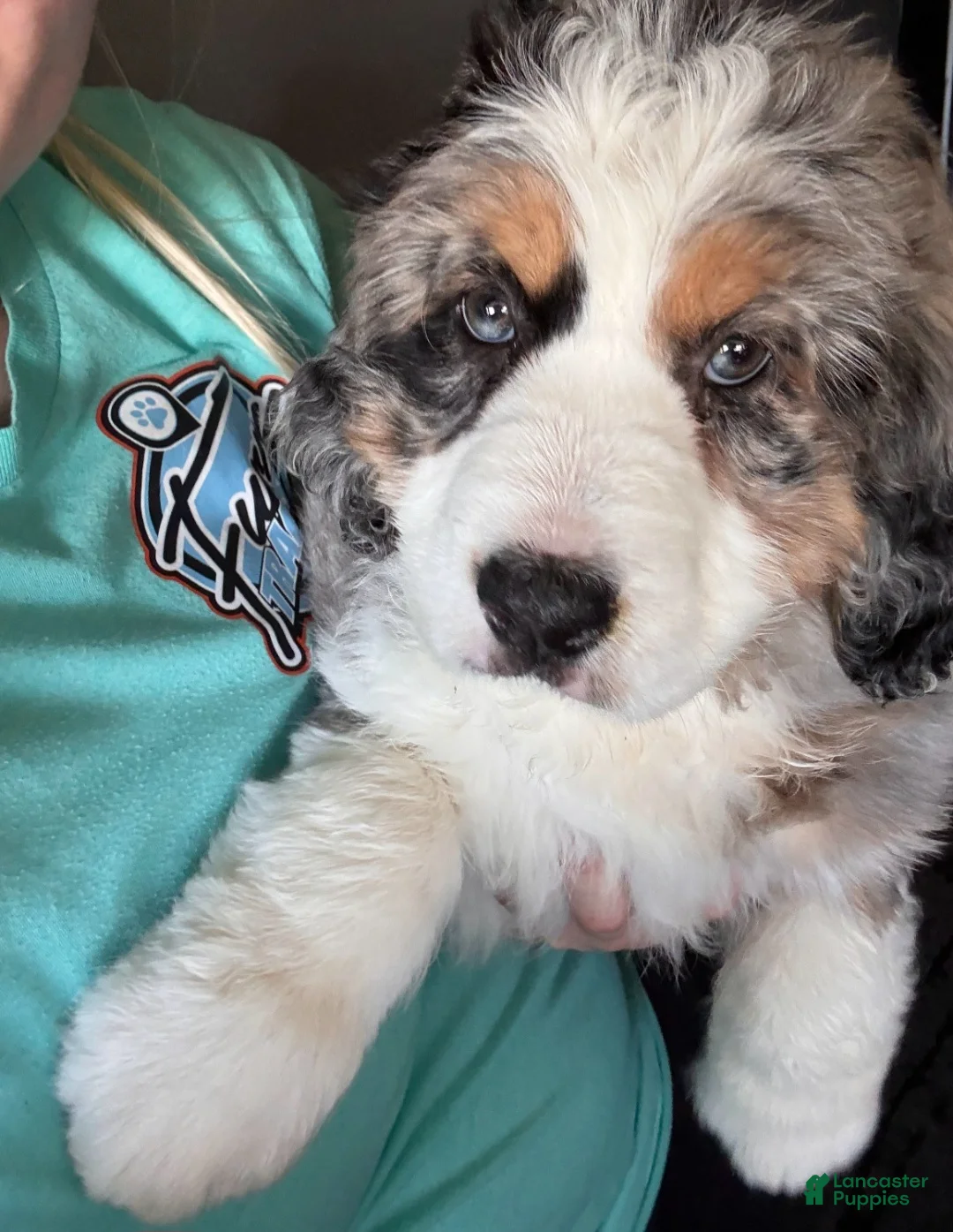 Mini Bernedoodle dogs for sale: Sadie bernedoodle blue merle genes  - Ad 2
