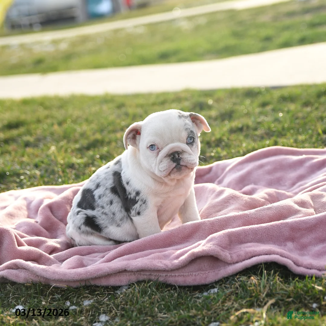 English Bulldog dogs for sale: Pearl - Ad 1