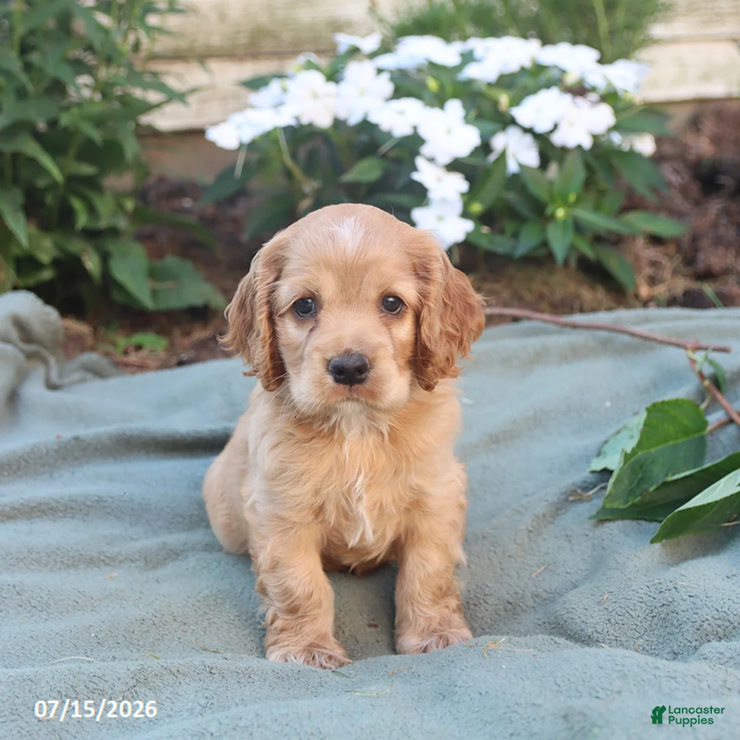 English Cocker Spaniel dogs for sale: Max - Ad 1