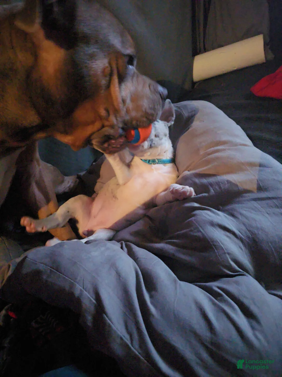 Mixed Breed dogs for sale: Mixed Breed Puppy 1 - Ad 2