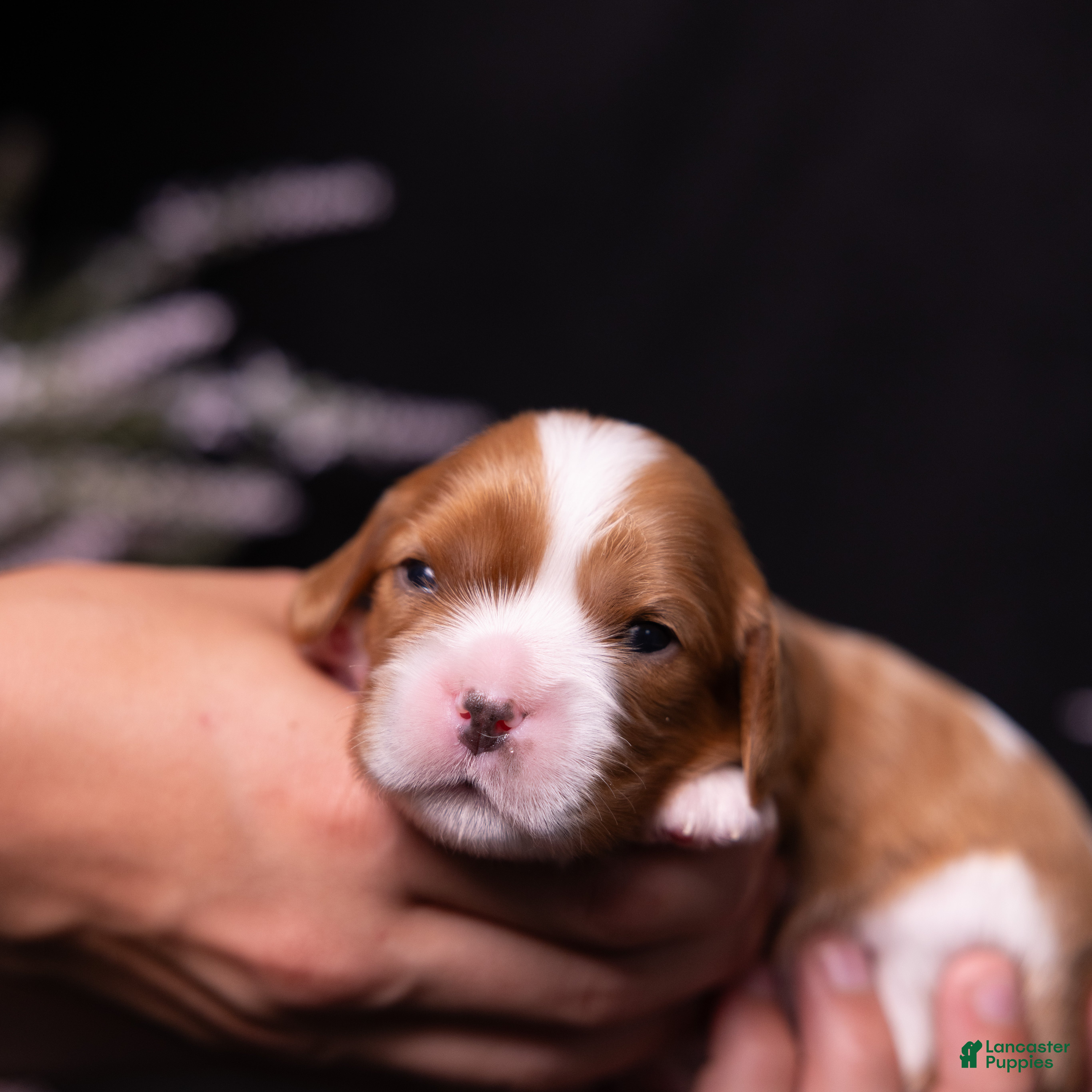 Cavalier King Charles Spaniel dogs Caroline - Ad 2
