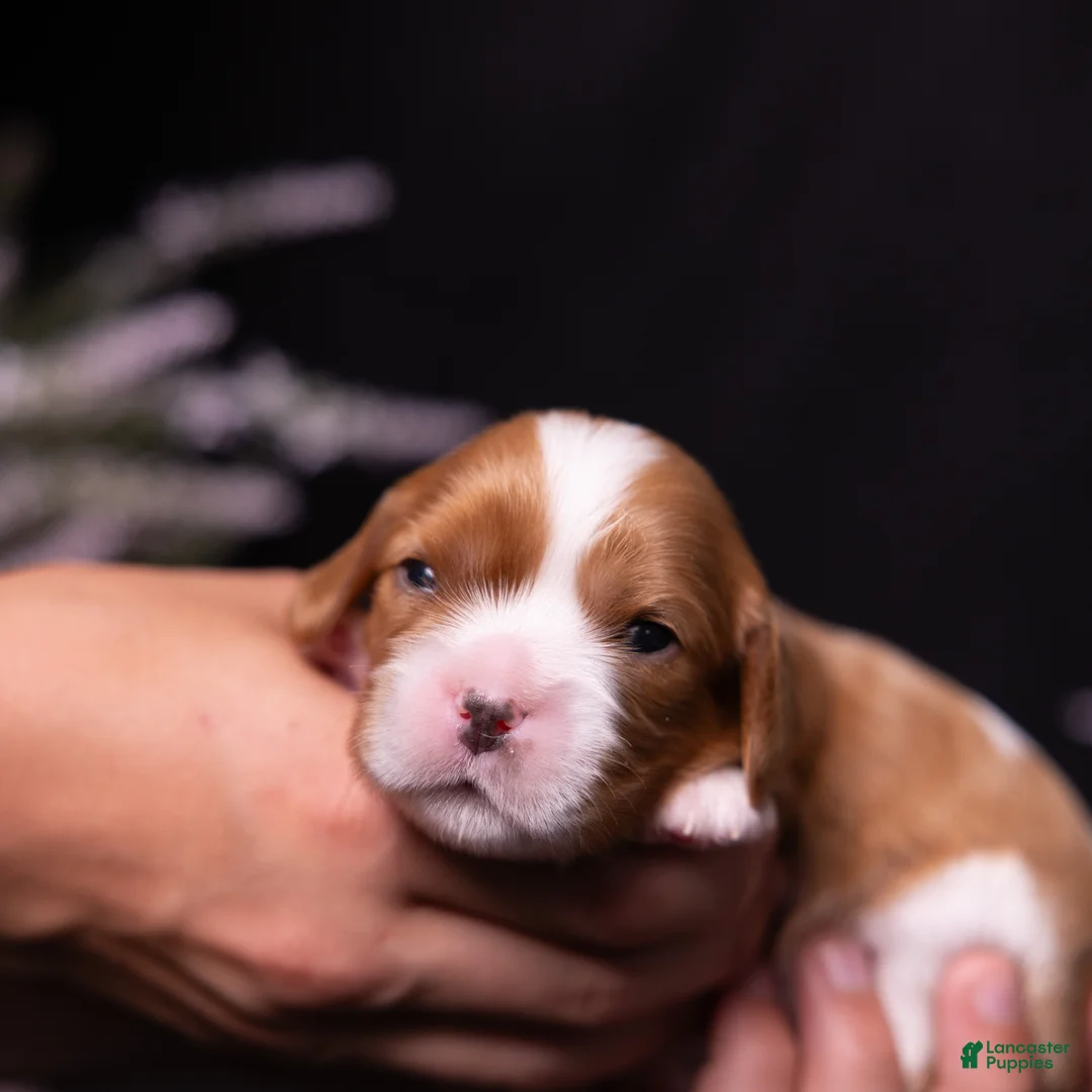 Cavalier King Charles Spaniel dogs for sale: Caroline - Ad 2