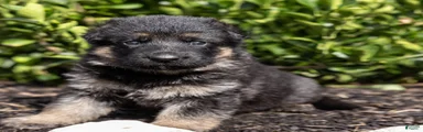 Bess