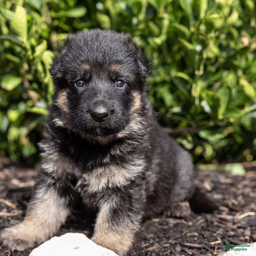 German Shepherd dogs for sale: Bess - Ad 1