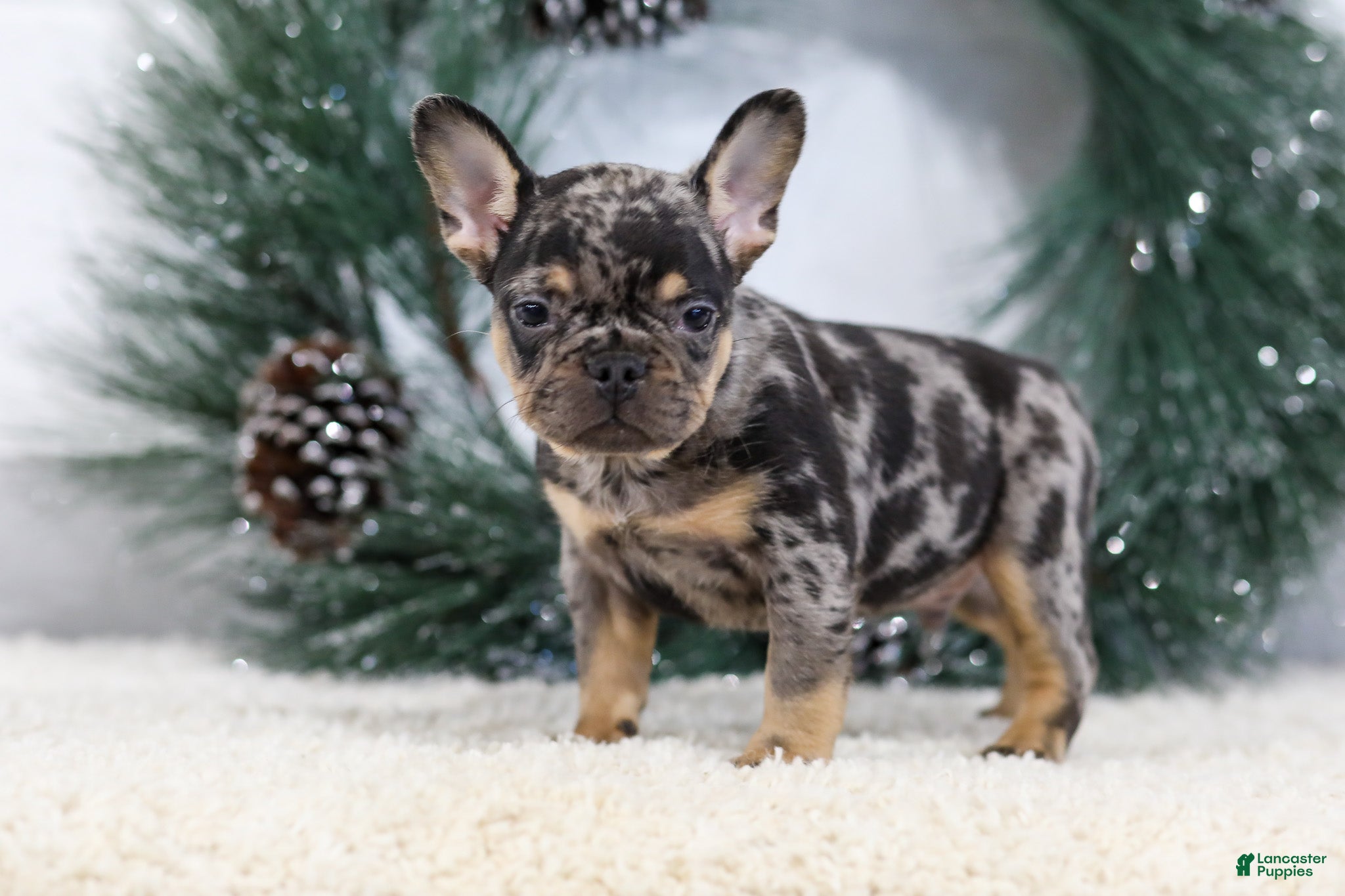 French Bulldog dogs Ford - Ad 2