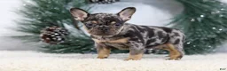 French Bulldog dogs for sale: Ford - Ad 1