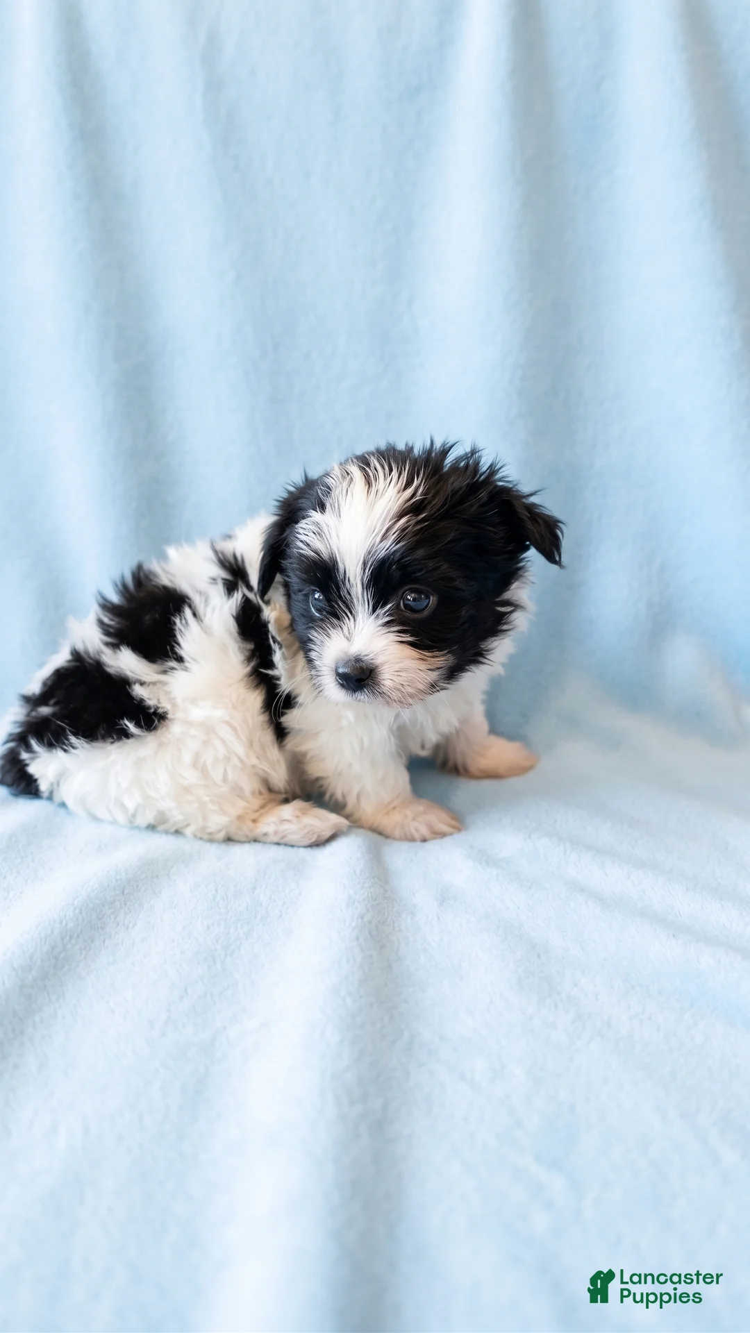 Mixed Breed dogs for sale: Archie - Ad 4