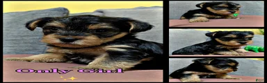 Yorkshire Terrier Girl Puppy #4