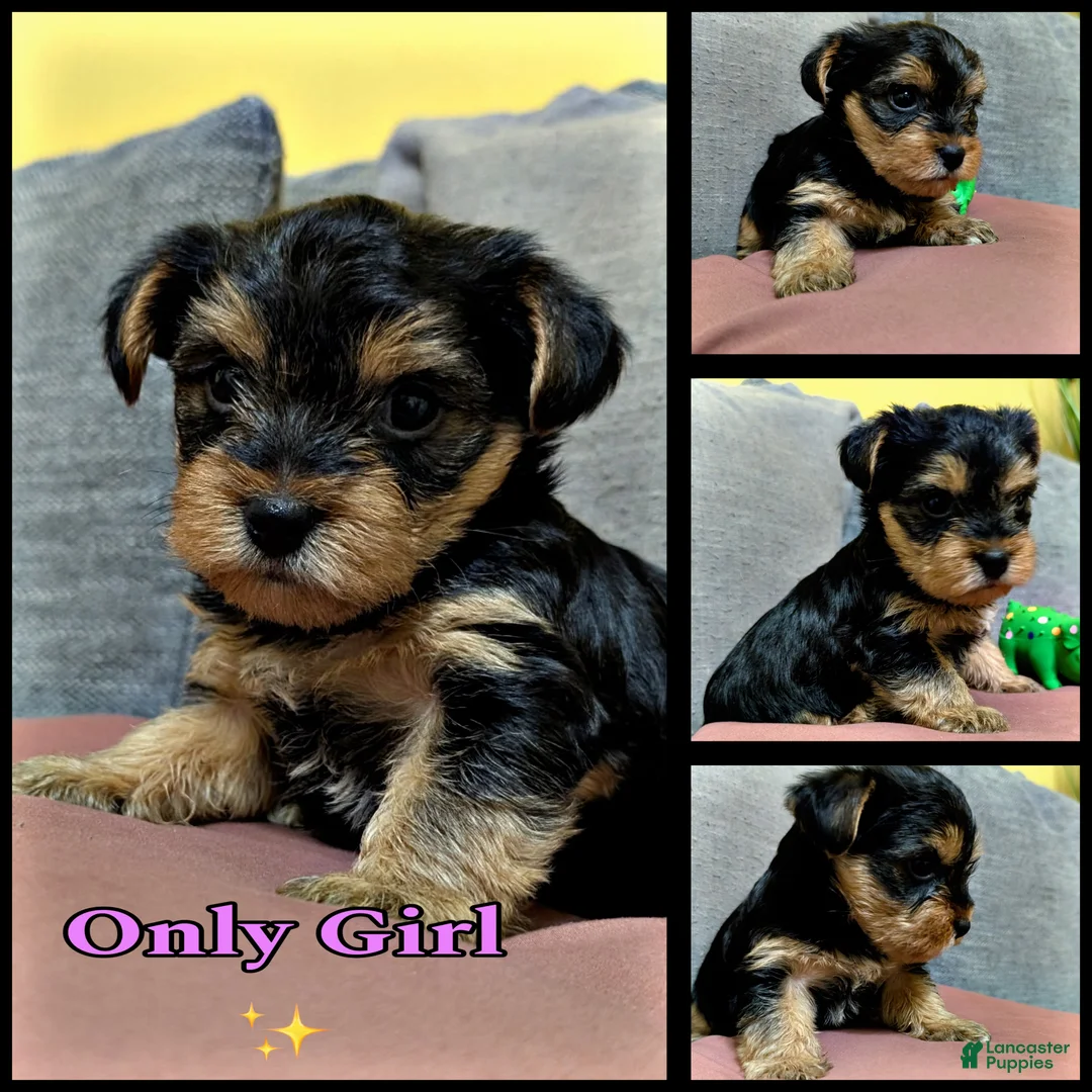 Yorkshire Terrier dogs for sale: Yorkshire Terrier Girl Puppy #4 - Ad 1