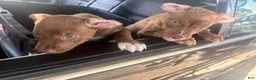 Mixed Breed dogs for sale: Mixed Breed 1 - Ad 4