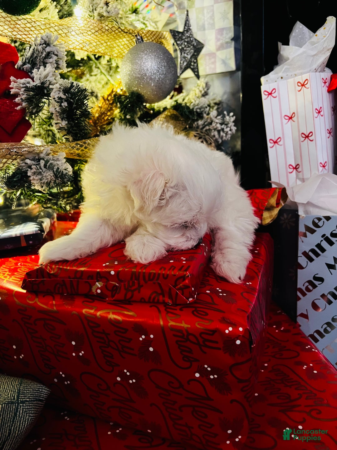 Maltese dogs for sale: Sugar - Ad 8