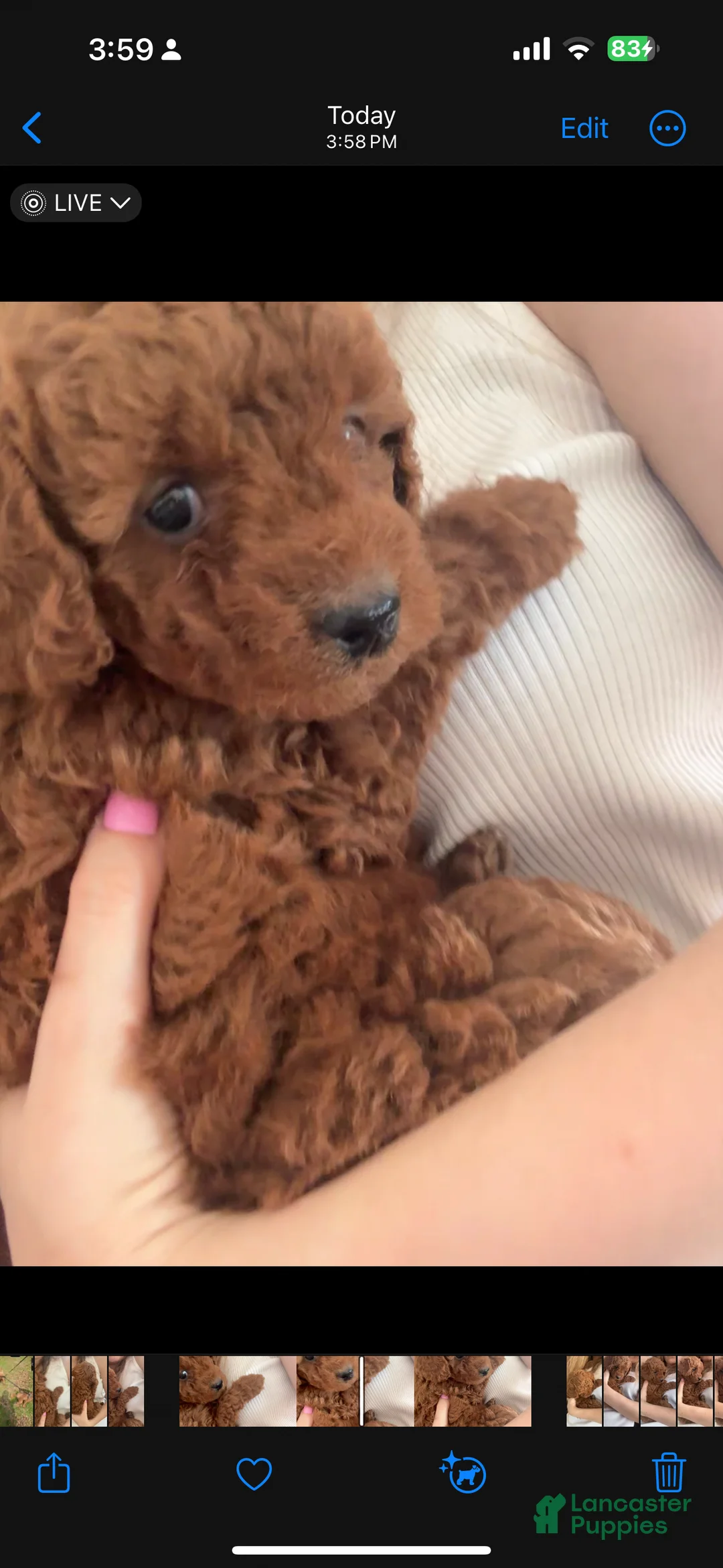 Mini Goldendoodle dogs for sale: Rory - Ad 2