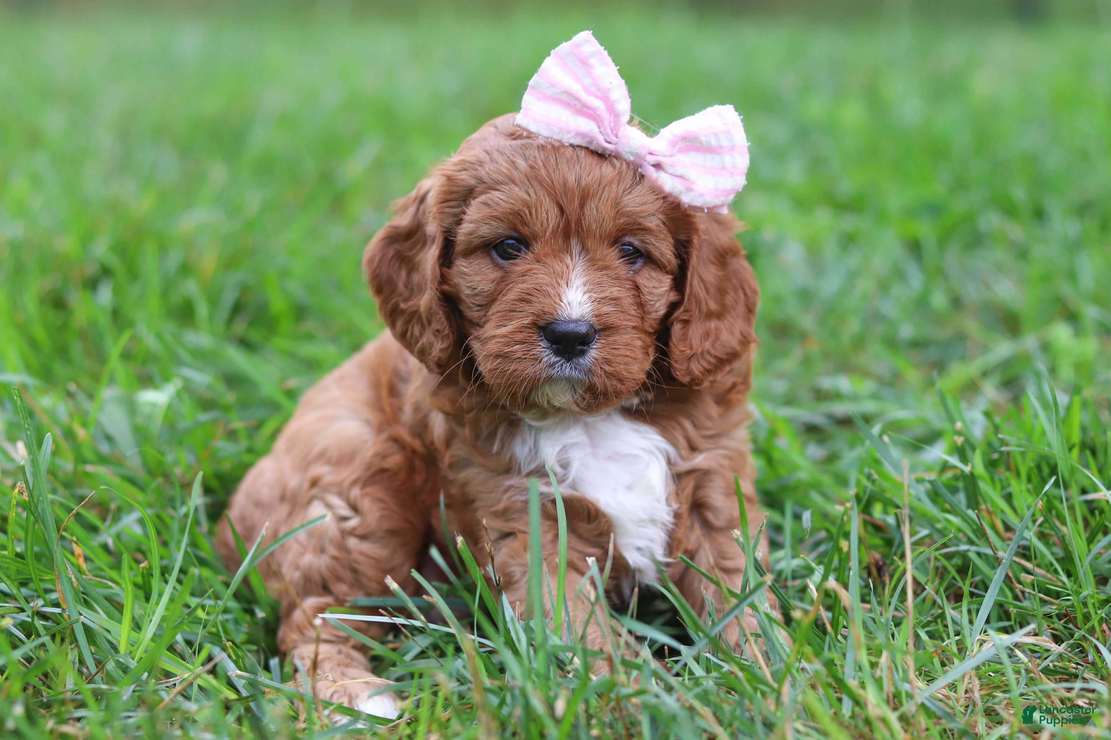 Cavapoo dogs Willow - Ad 2