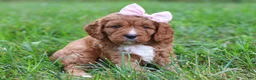 Cavapoo dogs for sale: Willow - Ad 2