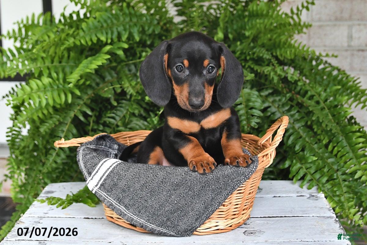 Dachshund dogs Gordan - Ad 2
