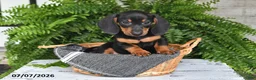 Dachshund dogs for sale: Gordan - Ad 2