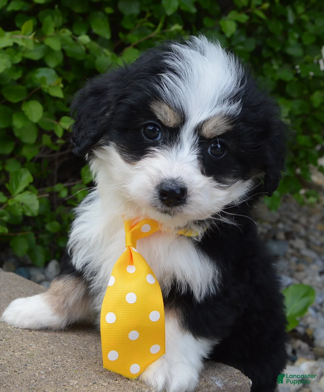 Mini Bernedoodle dogs for sale: Mini Bruno - Ad 2