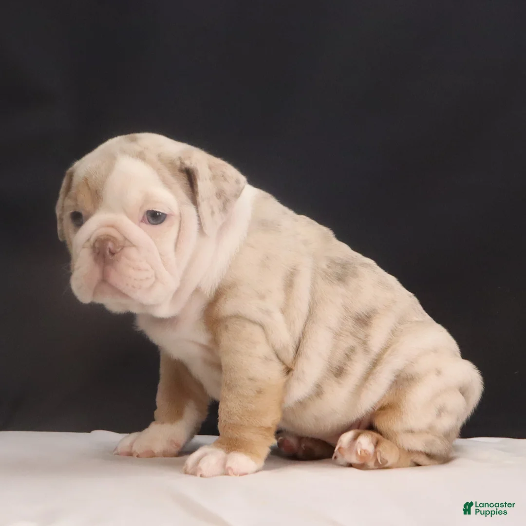 English Bulldog dogs for sale: Tammy - Ad 4