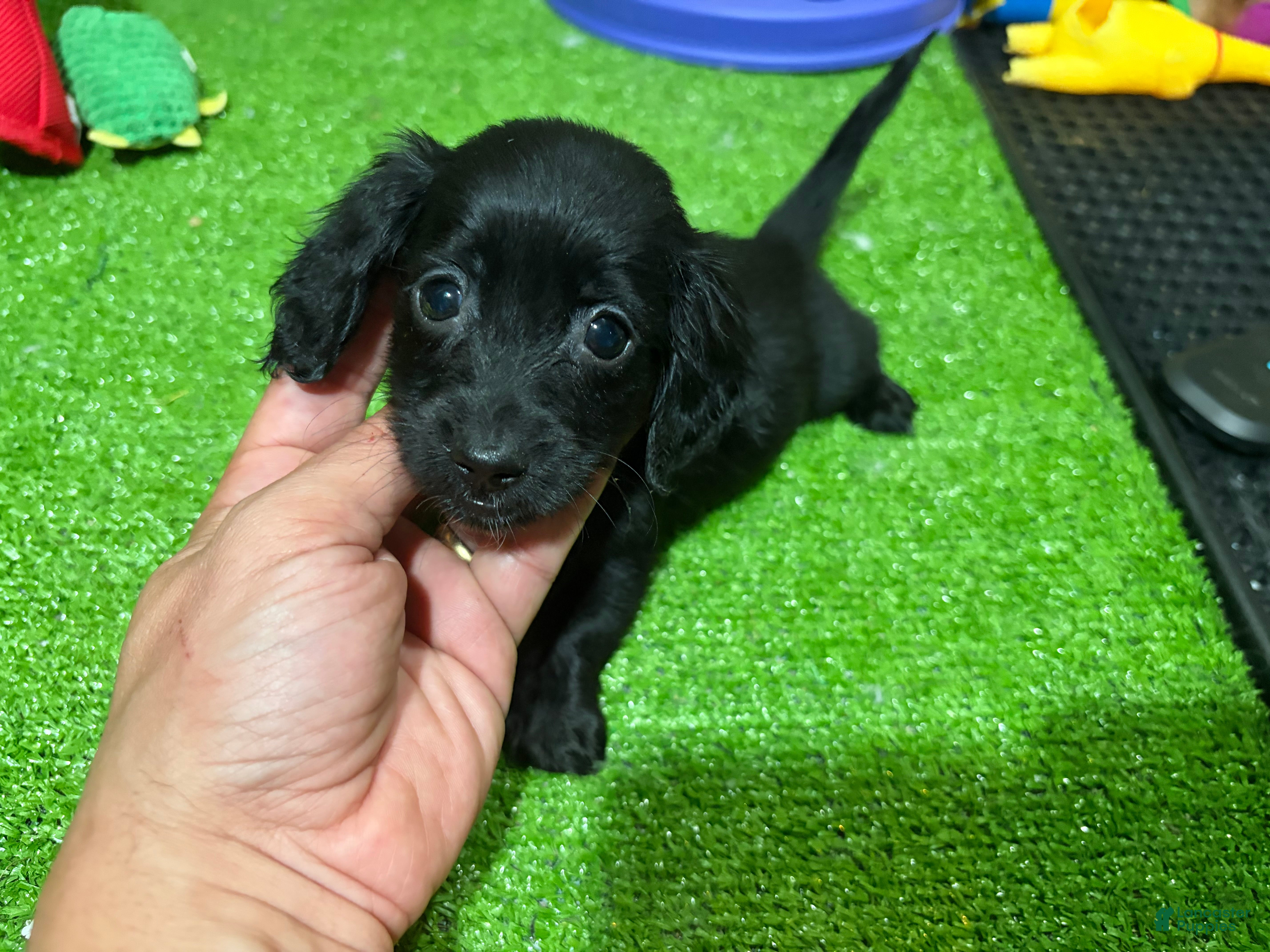 Miniature Dachshund dogs Nela - Ad 27