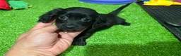 Miniature Dachshund dogs for sale: Nela - Ad 1