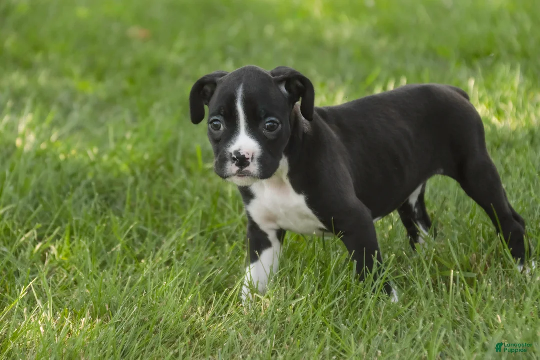 Boxer dogs for sale: Chloe - Ad 1