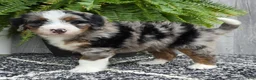Mini Bernedoodle dogs for sale: Mini Tank - Ad 8