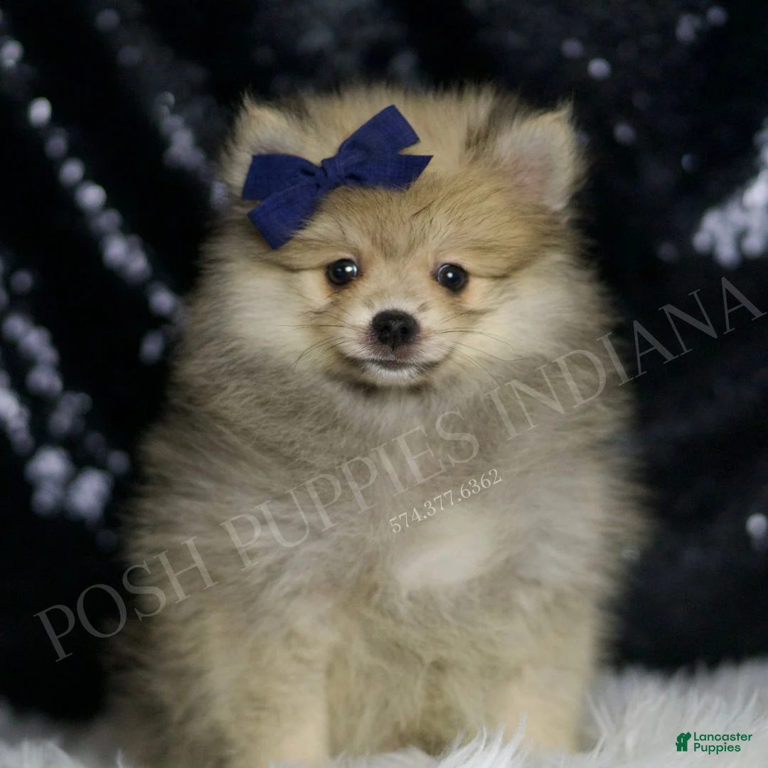 Pomeranian dogs for sale: Cricket - Ad 5
