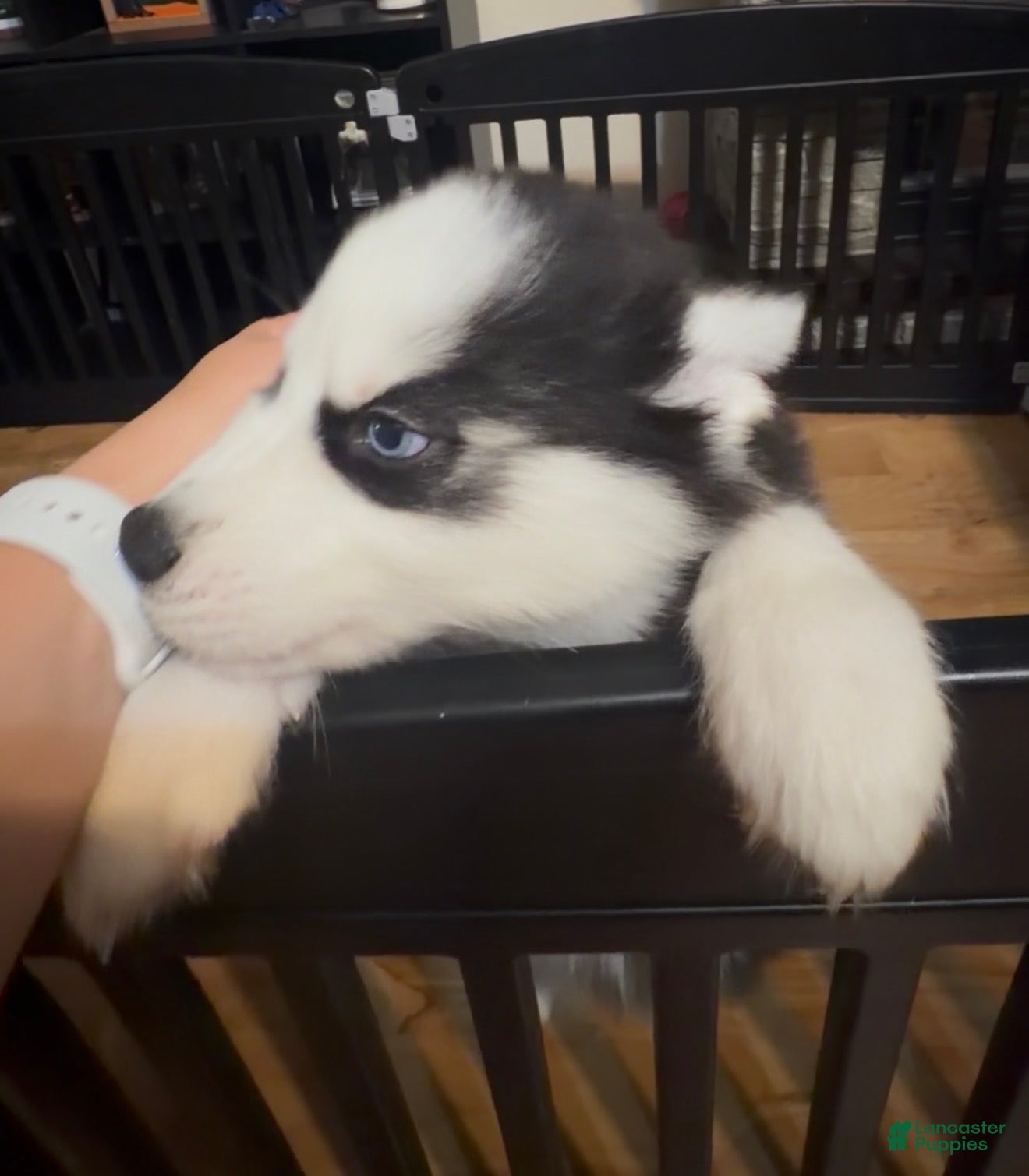 Siberian Husky dogs Ghost  - Ad 41