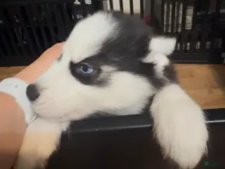 Siberian Husky dogs Ghost - Ad 41