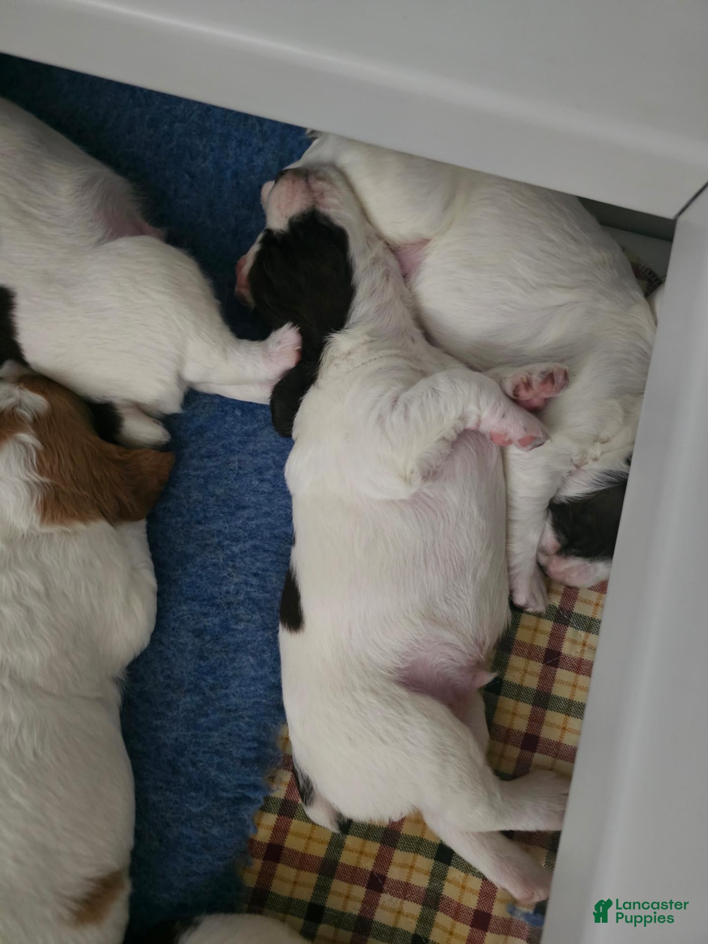 Brittany Spaniel dogs Brittany Spaniel 7 - Ad 5