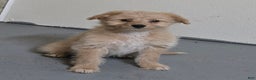 Mini Aussiedoodle dogs for sale: Amy - Ad 1
