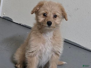 Mini Aussiedoodle dogs Amy - Ad 42