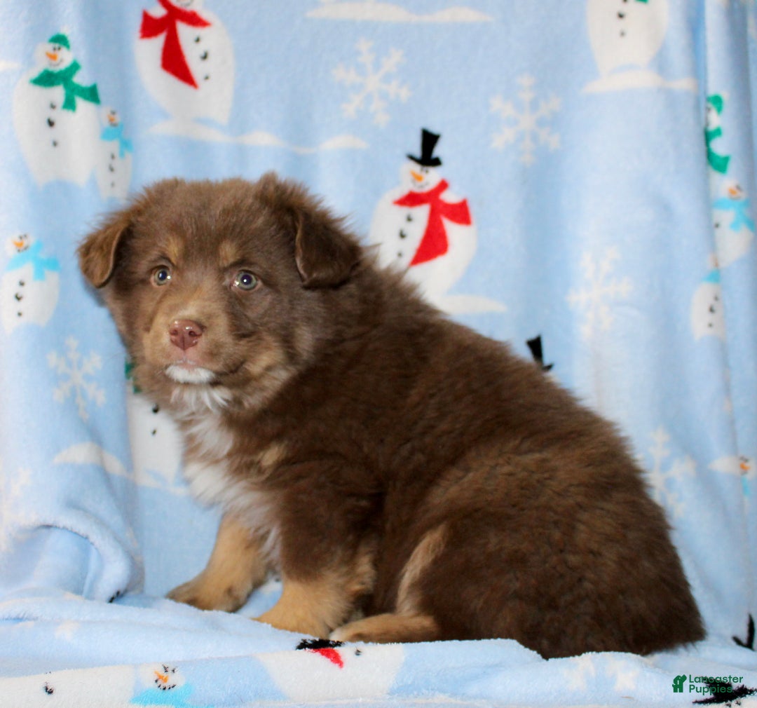 Australian Shepherd dogs for sale: Diamond  - Ad 4