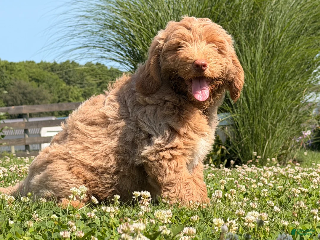 Goldendoodle dogs for sale: Mike - Ad 1