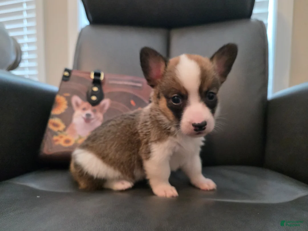 Mixed Breed dogs for sale: Salute - Ad 2