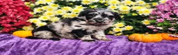 Goldendoodle dogs for sale: Springer - Ad 5