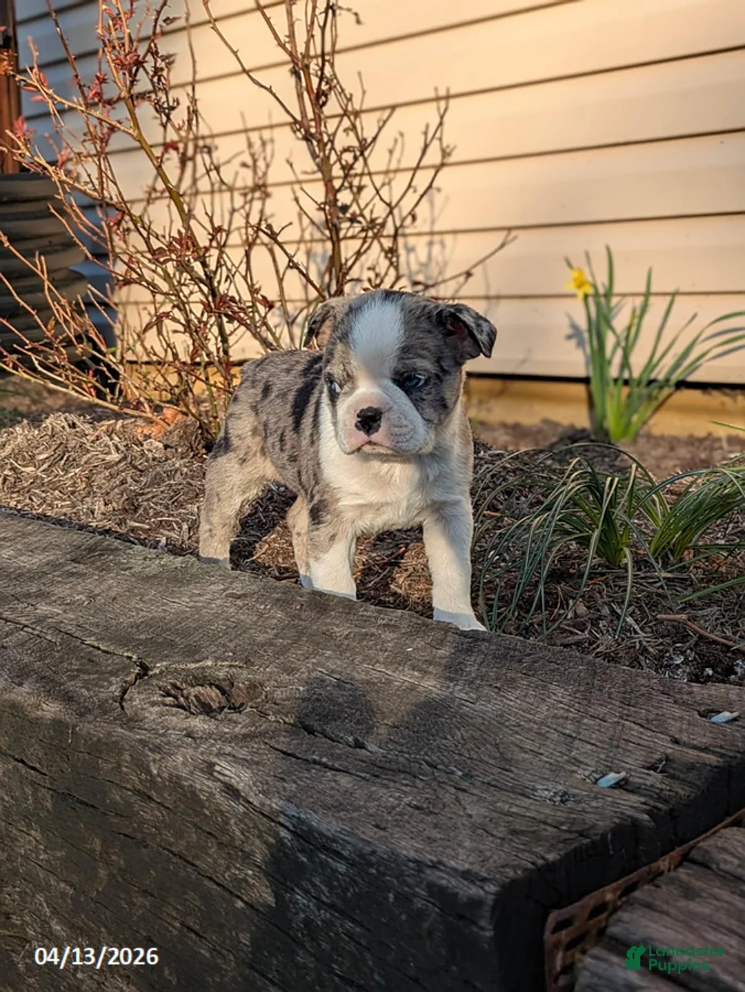 Boston Terrier dogs for sale: Cupcake - Ad 2