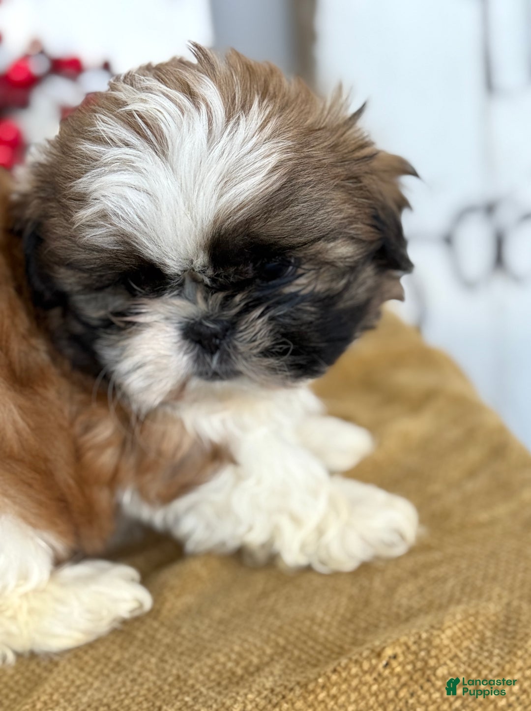 Shih Tzu dogs for sale: Patch - Ad 13