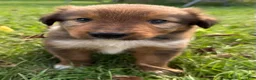 Mixed Breed dogs for sale: Floppy - Ad 7