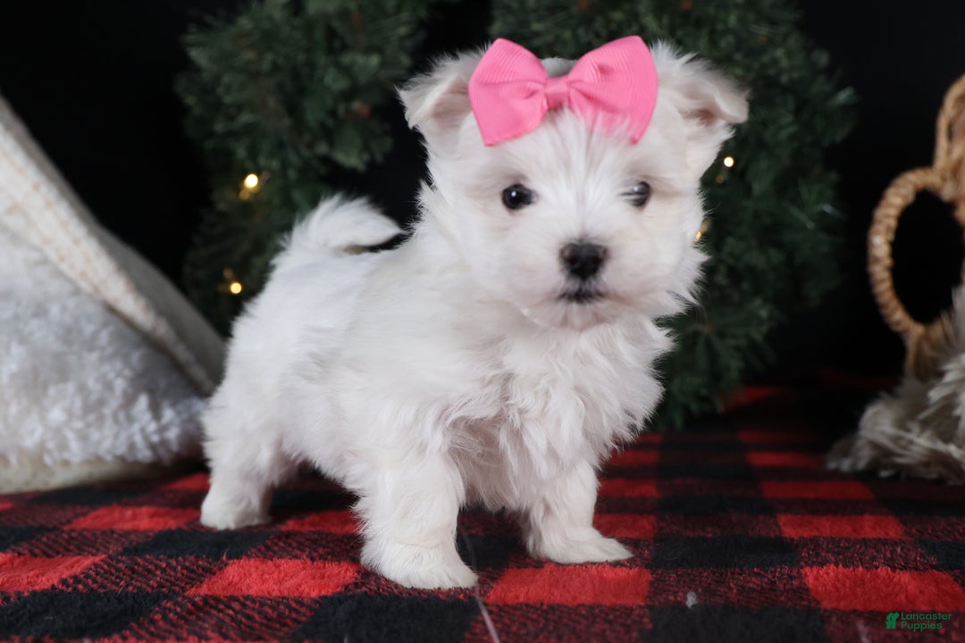 Maltese dogs for sale: ABBEY - Ad 28