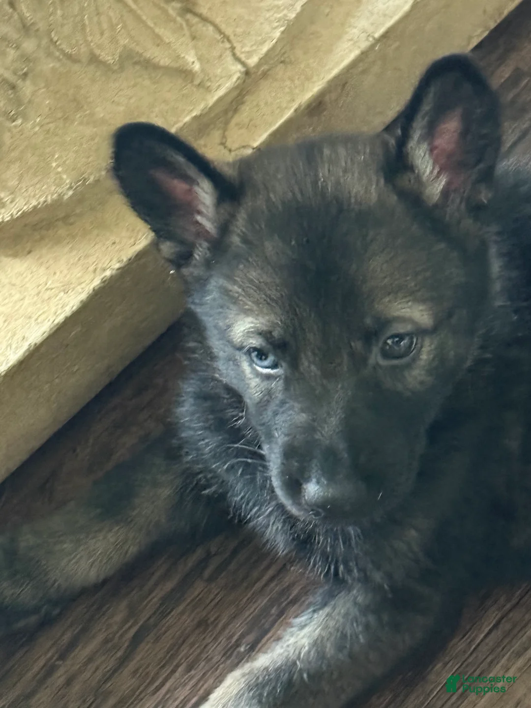 German Shepherd dogs for sale: German Shepherd Puppy 2 - Ad 1
