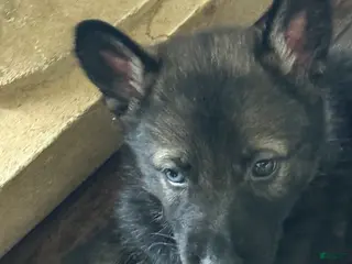 German Shepherd dogs German Shepherd Puppy 2 - Ad 9