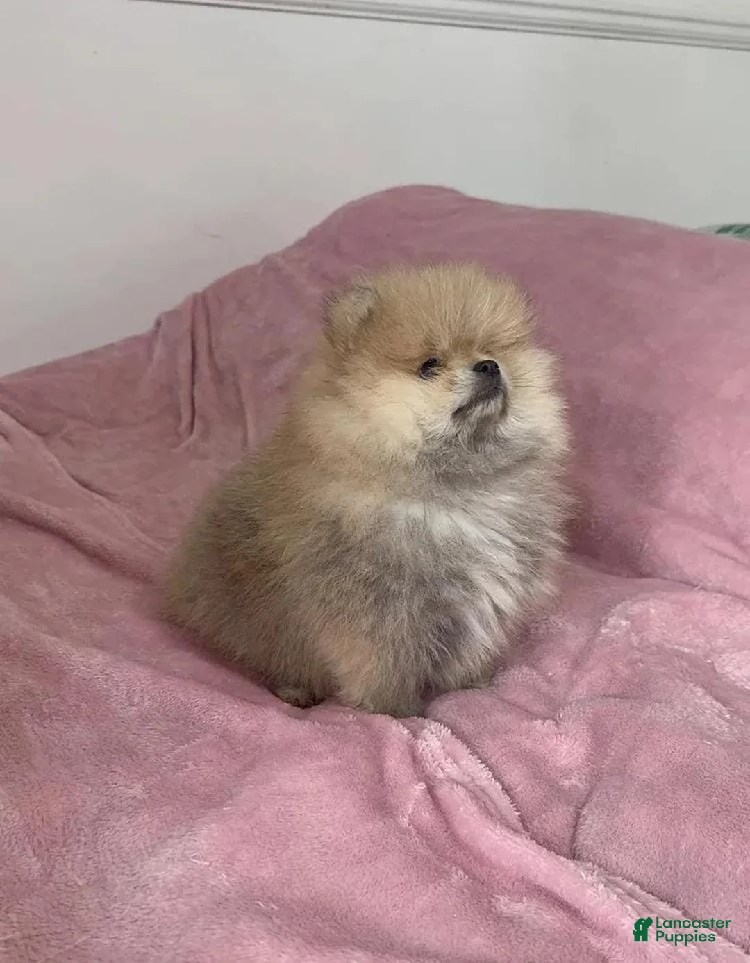 Pomeranian dogs for sale: Maya - Ad 25