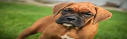 Boxer dogs for sale: Haddie - Ad 3
