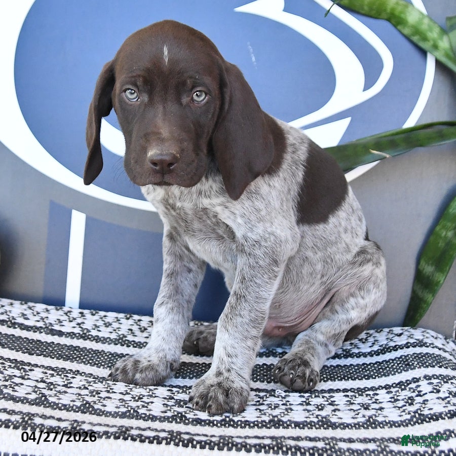 German Shorthaired Pointer dogs Captain - Ad 2
