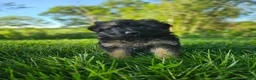 German Shepherd dogs for sale: Bruno  - Ad 5