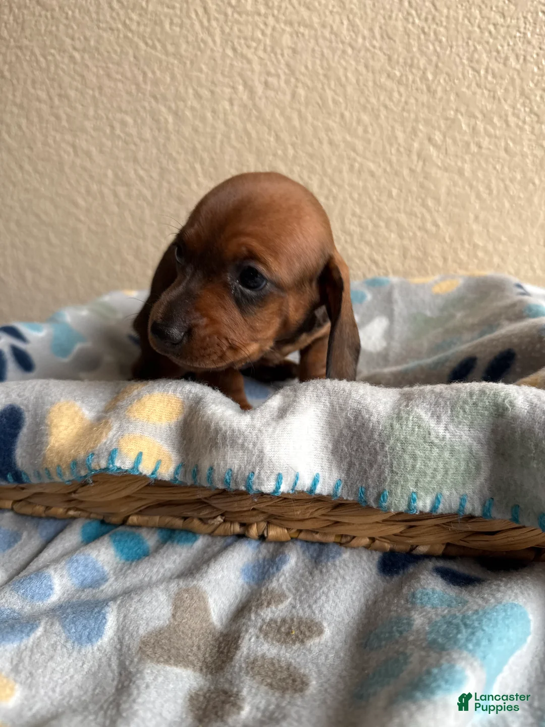 Dachshund dogs for sale: Sophie  - Ad 2