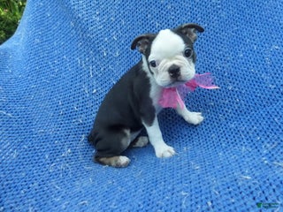 Boston Terrier dogs - Ad 4